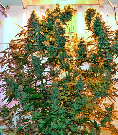 Семена сорта Far Out fem