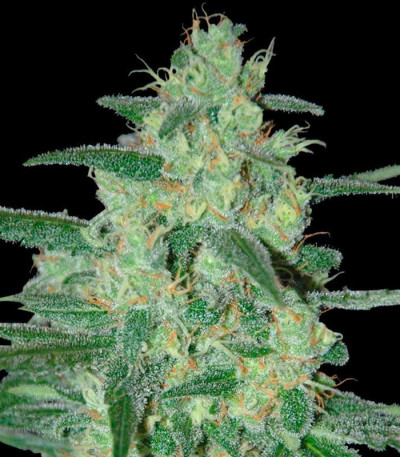 Семена сорта Holy Grail 69 fem (Samsara Seeds)