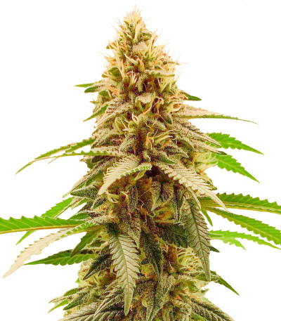 Семена сорта Cherry Pie fem (Advanced Seeds)