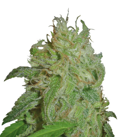 Семена сорта Sweet Black Angel fem (Samsara Seeds)