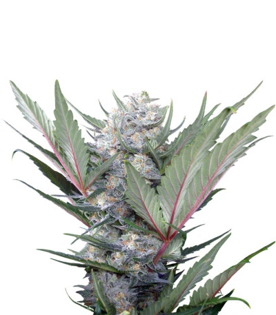 Семена сорта Sweet Skunk F1 Fast Version fem (Sweet Seeds)