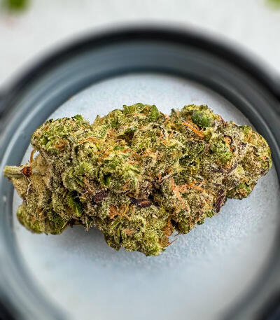 Семена сорта Gator Breath fem (7CH American)