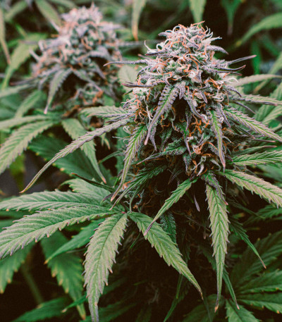 Семена сорта LSD Auto fem (Barney's Farm)