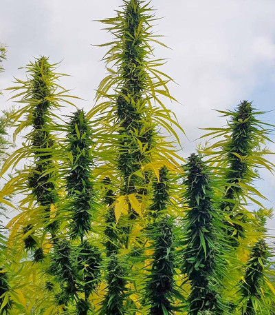 Семена сорта Mango Sapphire fem