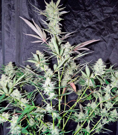 Семена сорта Skunk Auto fem (Strain Hunters)