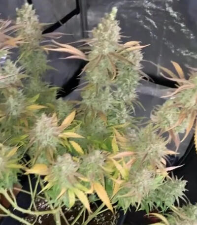 Семена сорт OG Kush Fast Version fem (Семяныч)