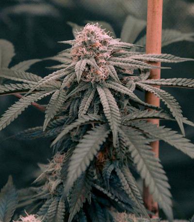 Семена сорта Zookies fem (7CH American)