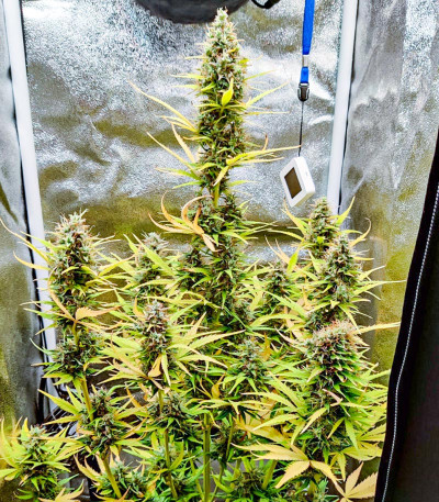 Семена сорта Auto Ak (Auto Ak 47) fem (Семяныч)