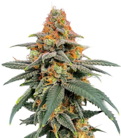Семена сорта Mandarin Cookies fem (7CH American)