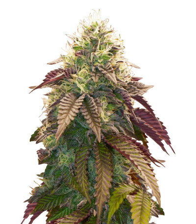 Семена сорта Polar Gelato Auto fem (Silent Seeds)