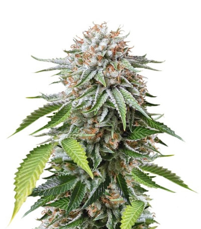 Семена сорта Mango Sapphire fem