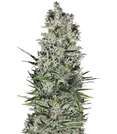 Семена сорта Super Cheese Auto fem (Trikoma Seeds)