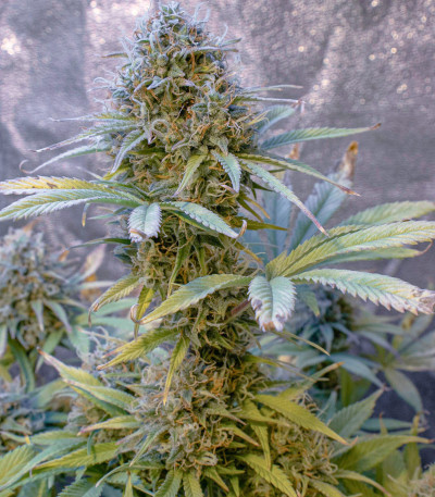 Семена сорта Auto Lemon Kix fem (Dutch Passion)