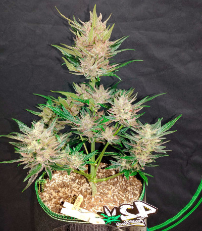 Семена сорта Wedding Glue Auto fem (FastBuds)