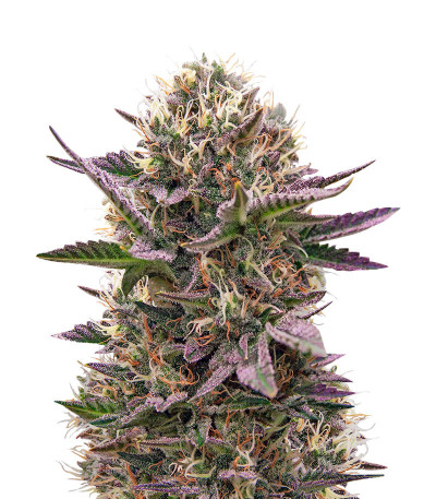 Семена сорта Cookies USA fem (Pyramid Seeds)
