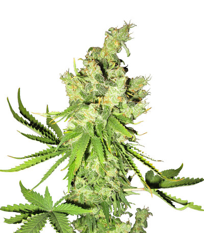 Семена сорта Lemon OG fem (AlphaFem Seeds)