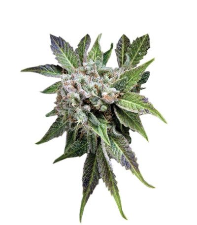 Семена сорта Blue Pyramid fem (Pyramid Seeds)