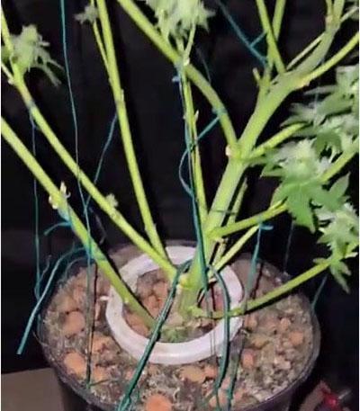 Семена сорта Golden Sands fem (Humboldt Seed Company)