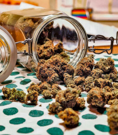 Семена сорта Mimosa × Orange Sherbet (7CH Seeds & Cali Buds Seeds)