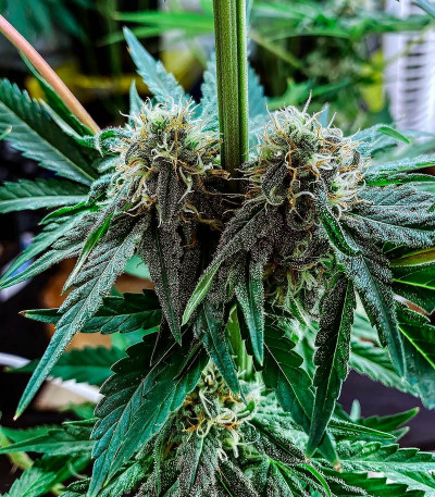 Семена сорта Eleven Roses fem (Delicious Seeds)