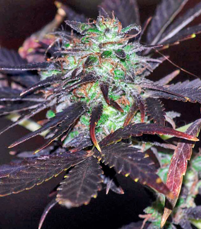 Семена сорта Moby Dick #2 fem (Dinafem Seeds)