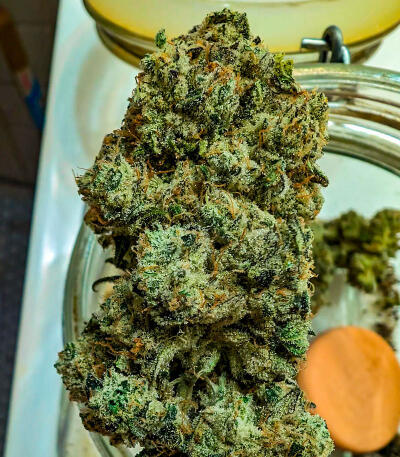 Семена сорта Zkittlez x Grapefruit (7CH Seeds & Cali Buds Seeds)