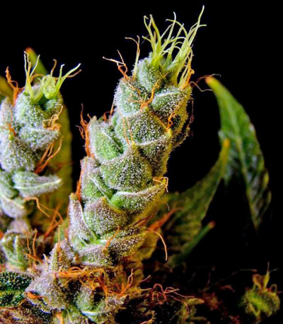 Сорт марихуаны Skywalker