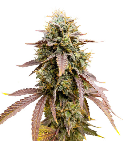 Семена сорта Florida Gaspack fem (Humboldt Seed Organization)