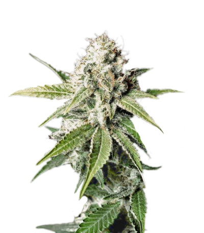 Семена сорта White Widow fem (Green House Seeds)