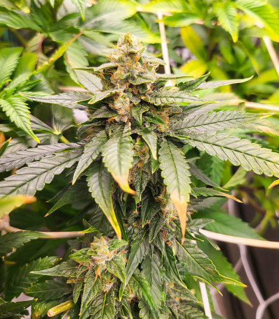 Семена сорта Dozy Doz fem (AlphaFem Seeds)