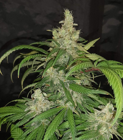 Семена сорта Eleven Roses Early Version fem (Delicious Seeds)