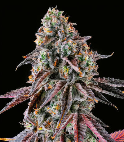 Семена сорта Fruit Riot fem (Compound Genetics)