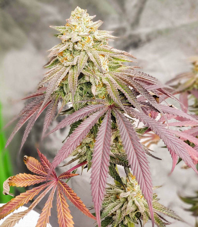 Семена сорта Grandaddy Banner fem (AlphaFem Seeds)