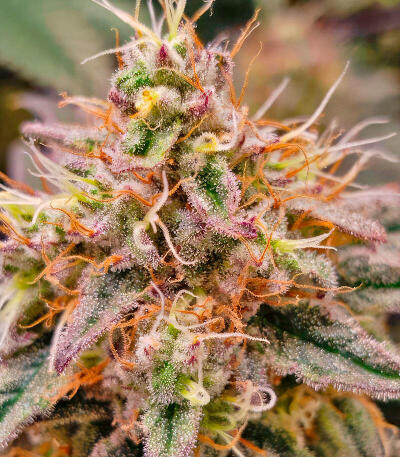 Семена сорта Papaya Frosting fem