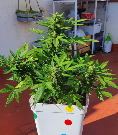 Семена сорта Zkittlez Auto fem (FastBuds)