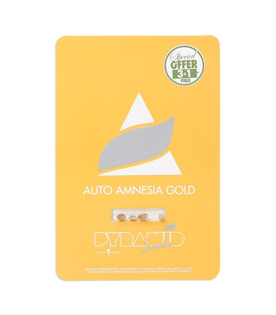 Семена сорта Auto Amnesia Gold fem (Pyramid Seeds)