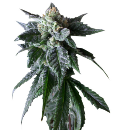 Семена сорта Sweet Mango Auto fem (Green House Seeds)