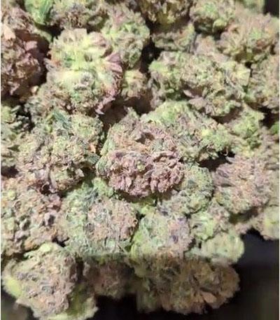 Семена сорта Purple Lemonade Auto fem (FastBuds)