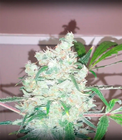 Семена сорта Bulk Smash Auto fem (Dr. Krippling Seeds)