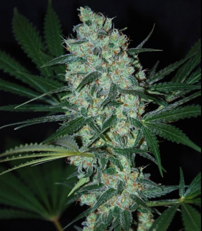 Семена сорта Green Love Potione fem (Samsara Seeds)