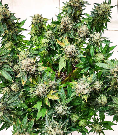 Семена сорта Girl Scout Cookies fem