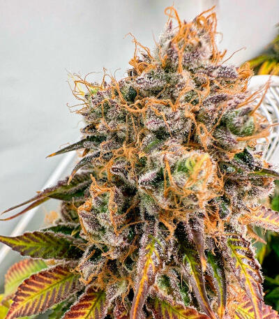 Семена сорта The White Fire OG fem (Seedkeepers)
