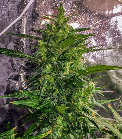 Семена сорта Thunder Bloody Mary Auto fem (Samsara Seeds)
