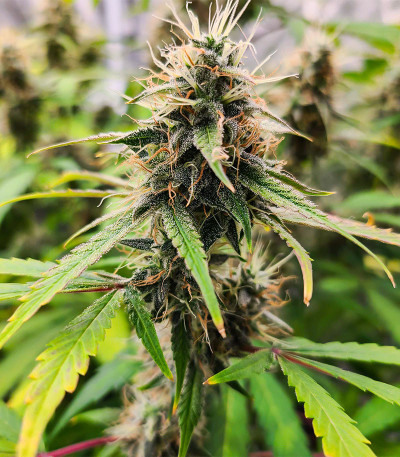 Семена сорта Wedding Crasher Auto fem (High Speed ​​Buds)