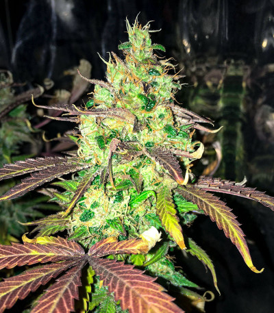 Семена конопли сорта AK-47