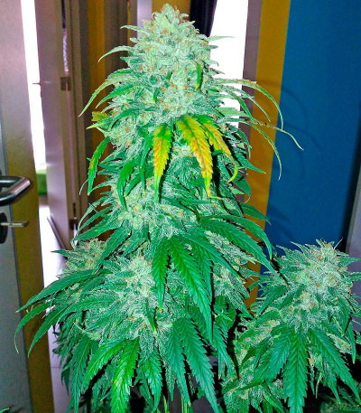 Семена сорта Bubba Kush Autoflowering fem (Dinafem Seeds)
