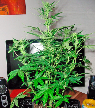 Семена сорта Flash Auto fem