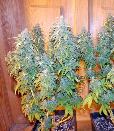 Семена сорта Satori reg (Mandala Seeds)