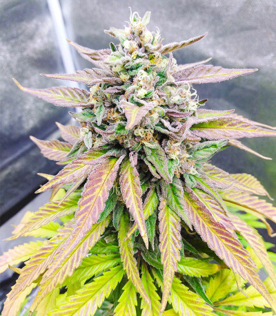 Семена сорта Totally Alpha OG fem (AlphaFem Seeds)