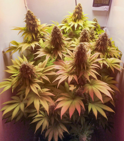 Семена сорта Bruce Banner fem (Cali Buds Seeds)